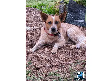 a australian cattle dog dog lying on the ground